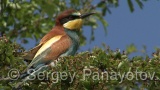 Video of European Bee-eater - European Bee-eater in nest period in Bulgaria